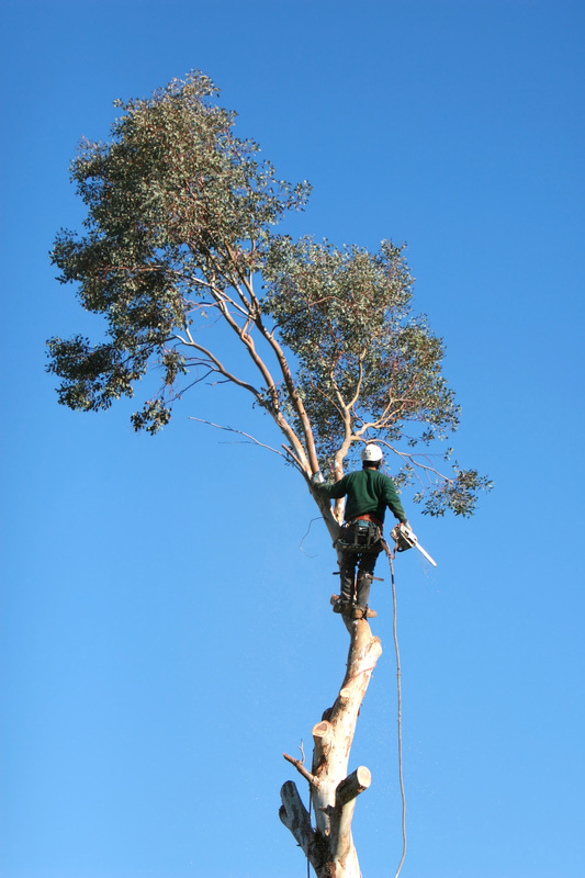 Tree Service Santa Monica CA